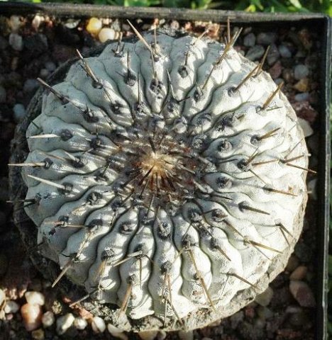 Copiapoa_columna_alba_2